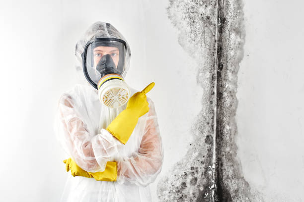 Best Mold Odor Removal Services  in USA